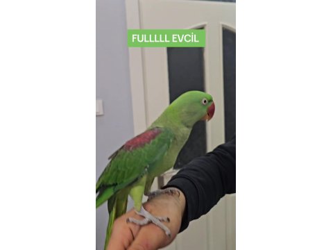 8 Aylık Full Evcil Alexander