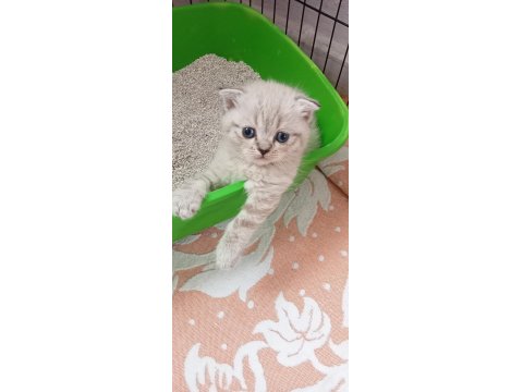 British İle Scottish Minnoş Kediler