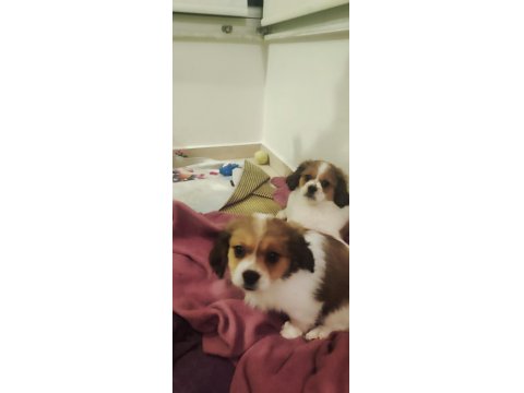 Mersin Cavalier King Charles Erkek Yavrular