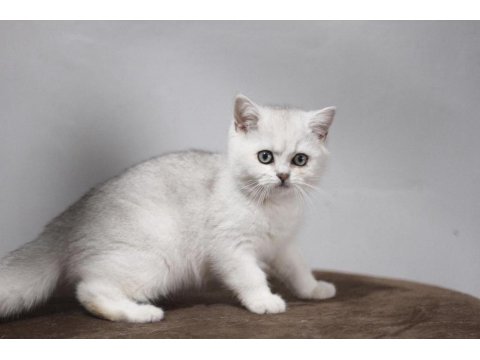 British Shorthair Kedisi Yavruları