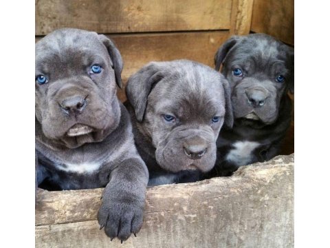 Sağlık Ve Irk Garantili Cane Corso Köpekleri