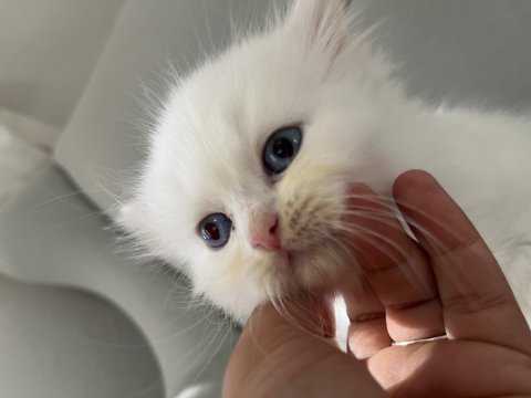 British Longhair Erkek Bebeğim