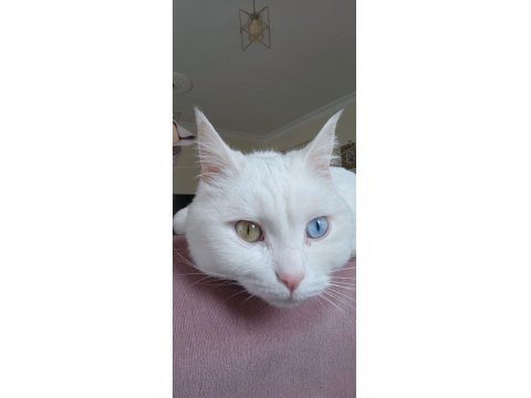 Sakin Uslu Kısır Aşıları Tam Ankara Kedisi