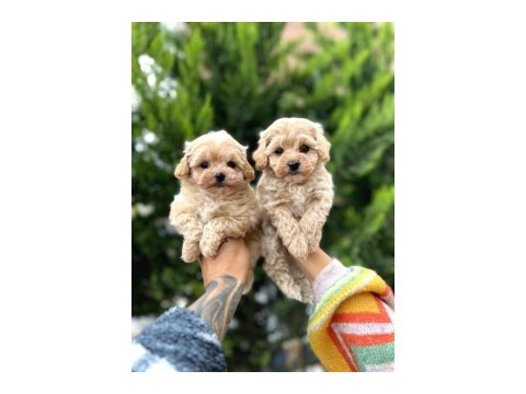 Harika Boy Büyümeyen Red Poodle Bebekler