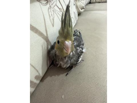 Yavru Ev Beslemesi Sultan Papağanları