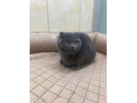 K9 Avrupa Çitliğinden Irk Ve Sağlık Garantili Brıtısh Ve Scottish Yavruları