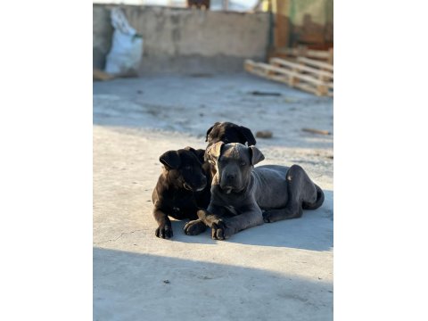 A Kalite Cane Corso Bebekler