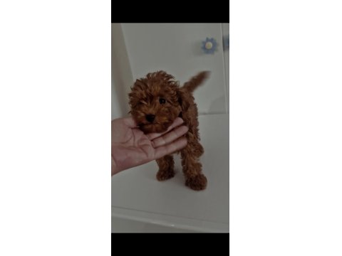 Orijinal Toy Poodle Değerlendirmeden Geçmeyin