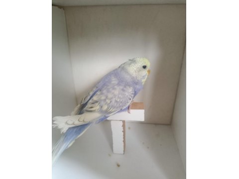 Yeme Düşmüş Muhabbet Kuşu Yavruları