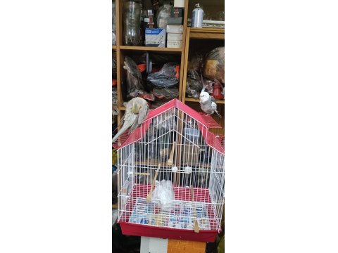 Takım Damızlık 1.5 Yaş Sultan Papağanı