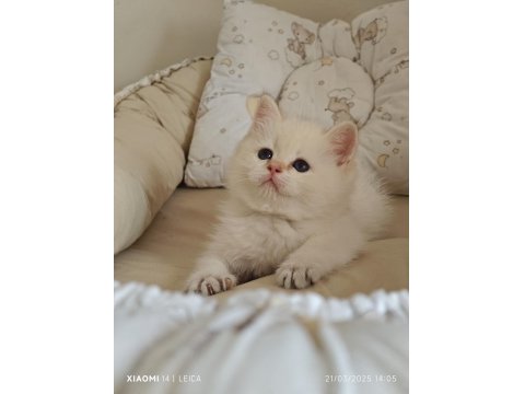 Anne Baba Full Şecereli Show Kedisi British Shorthair