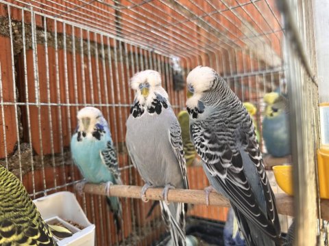 Vasıflı Show Jumbo Genç Üretim Muhabbet Kuşları