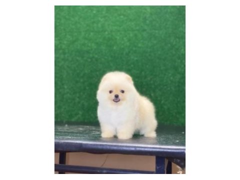 Pomeranian Boo Cinsi Yavrularımız
