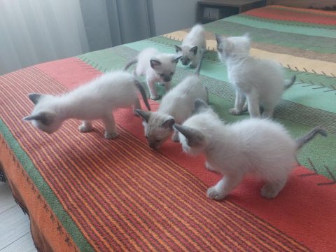 Safkan Siyam Kedisi Bebekler