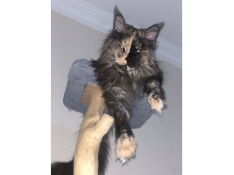 Maine Coon 3 Yaşında Güzellik