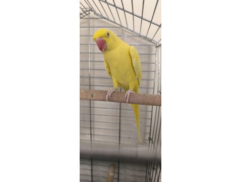 Mutasyon Pakistan Papağanı Evcil