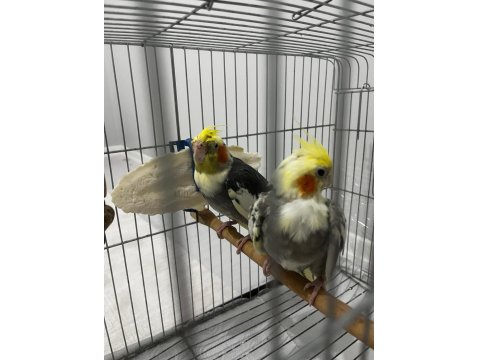 Tecrübeli Çift Sultan Papağanı Takım