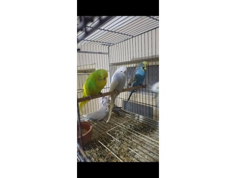 Eşe Hazır Show Jumbo Muhabbet Kuşu