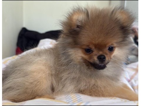 4 Aylık Aşıları Tam Pomeranian