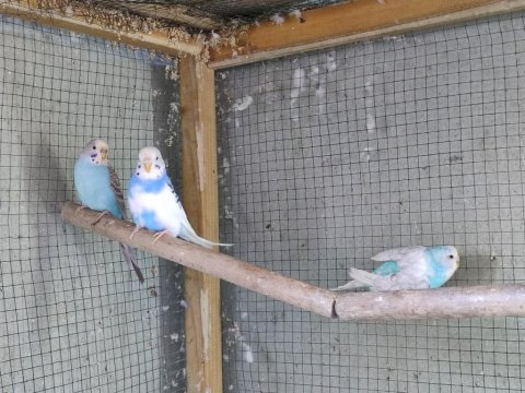 Dişi Muhabbet Kuşlar