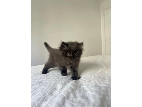 Çok Tatlı Oğlumuza Erkek Kedimize Yuva