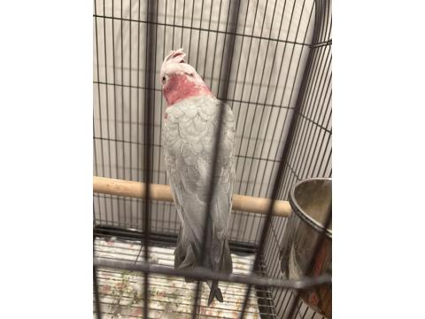 Full Evcil Gül Kakadu Papağanımız