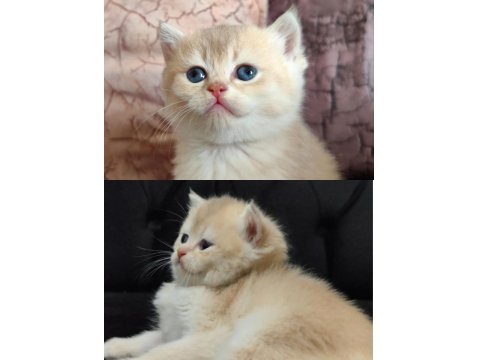 British Shorthair Prensese Yuva Arıyoruz