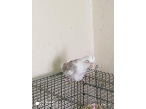 8 Adet Yavru Yeme Düşmüş Yavru Sultan Papağanı