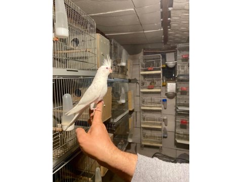 Albino Sultan Papağanı 40 Günlük