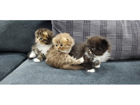 Scottish Straight Ve Fold Yavrular