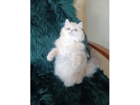 Cy 11 Şecere Belgesi Safkan Dişi 7 Aylık British Longhair