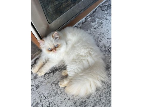 7 Aylık Çok Özel Yavru Persian