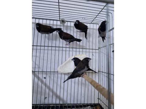 Şok Kampanya Vasıflı Mokka Kuşlar