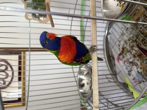 Geveze Lori Papağanımız