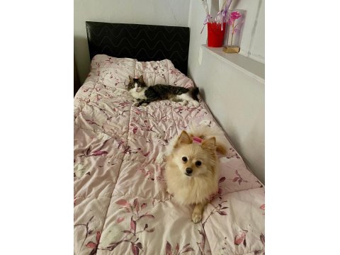 Dişi Pomeranian Köpeğimiz Sahiplendireceğiz