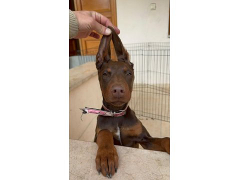 Kızıl Doberman 4 Aylık Dişi