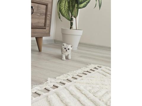 Oyuncu Scottish Fold Kedisi