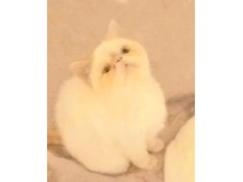 5 Aylık Exotic Shorthair Kızımız İçin Aile Olabilir Misiniz?