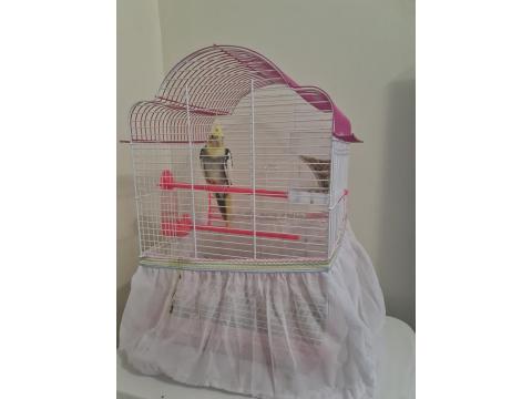 Sultan Papağanımız