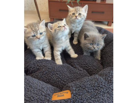 Lnxn Point British Shorthair Yavrular