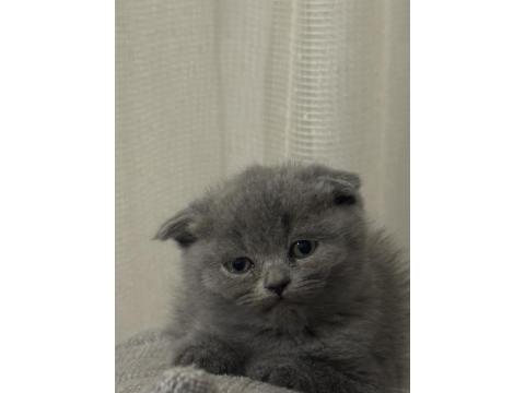2 Ay Dişi Scottish Fold