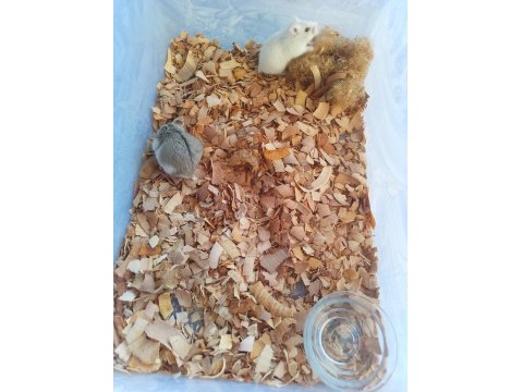 Hamile Gonzales Hamster