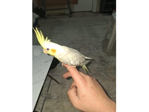 2 Aylık Yeni Yeme Düşen Sultan Papağanı