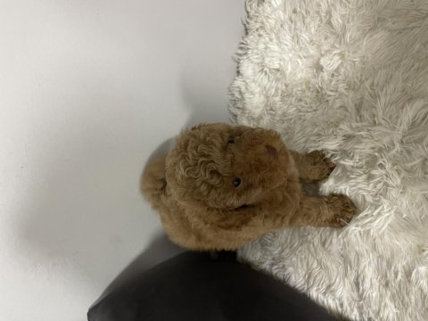 Toy Poodle Köpeği