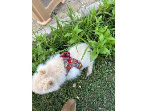 Pomeranian 3 Aylık Dişi