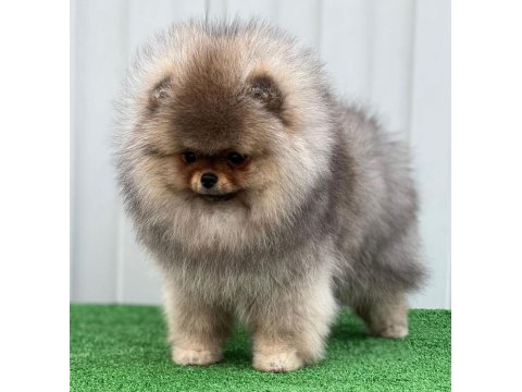 Irk Garantili Pomeranian Boo Sevimli Yavrular