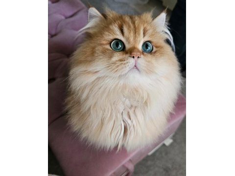 Yeni Yuvasını Arayan British Longhair Yakışıklı