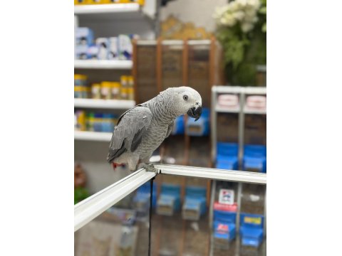 7 Aylık Yavru Jako Papağanı