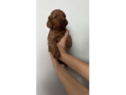Dişi Ve Erkek Toy Poodle Yavruları
