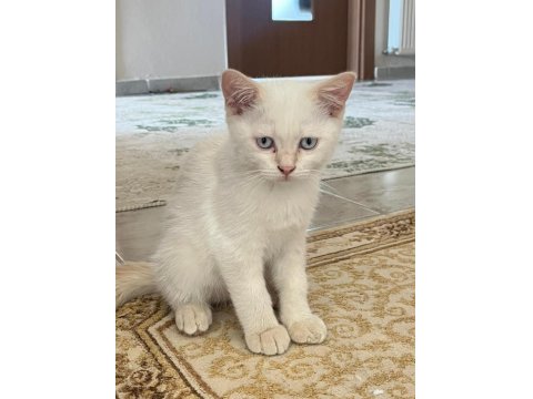 British Red Point Erkek Nadir Doğan Kedimiz